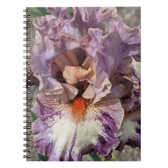 Carnet Iris violet et blanc avec barbe orange Floral (Devant)