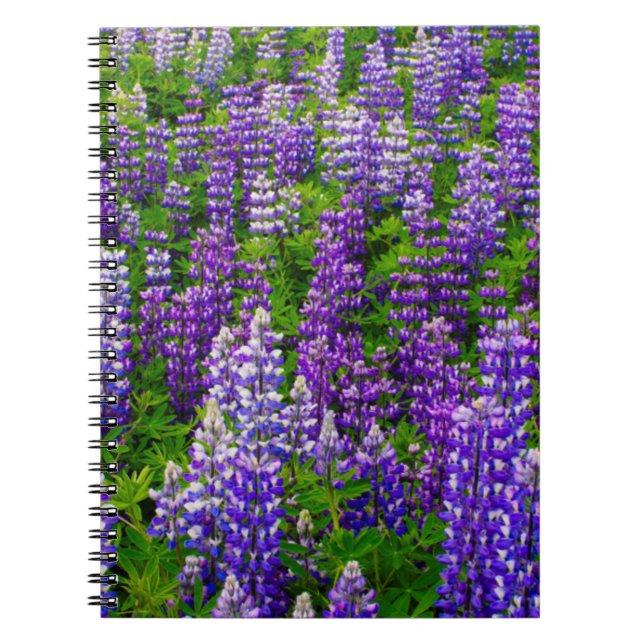 Carnet Islande. Vik i Myrdal. Champ de lupins (Devant)