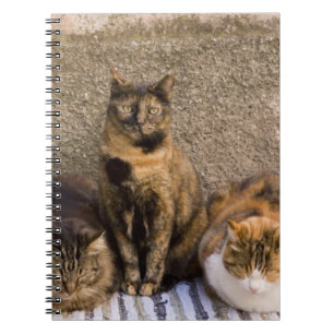 Carnet Italie, Cinque Terre, Vernazza. Trois chats
