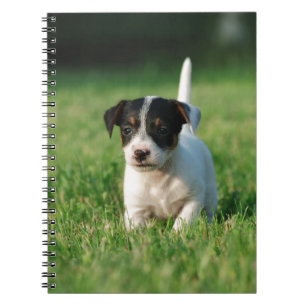 Carnet Jack Russell Terrier puppy