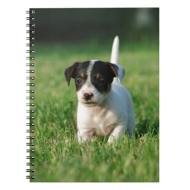 Carnet Jack Russell Terrier puppy (Devant)