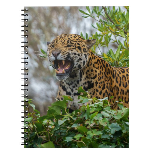 Carnet Jaguar Growl (Devant)