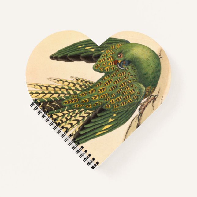 Carnet James Sowerby Parrot terrestre, Psittacus terrestr (Devant)