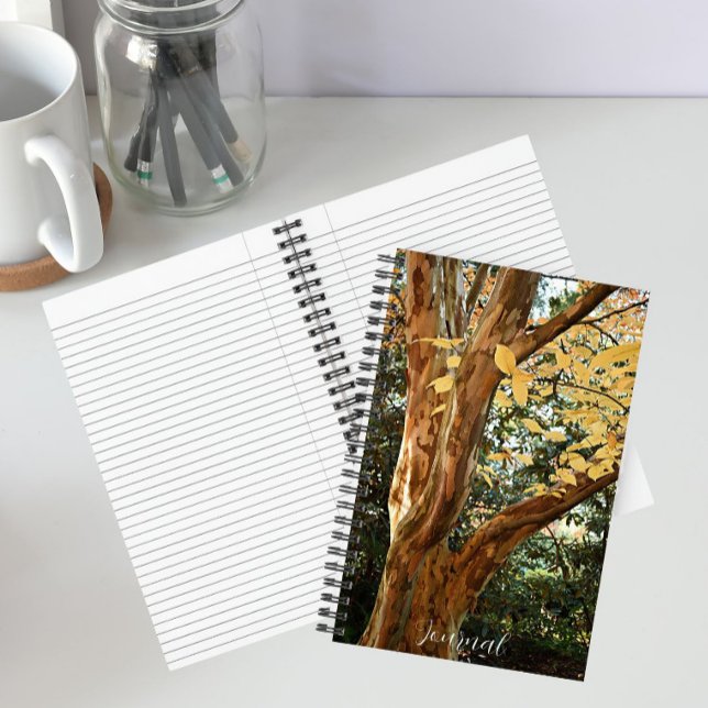 Carnet Japanese Stewartia Tree Botanical Photo (In Situ)