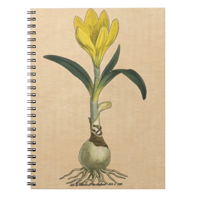 Carnet Jardin botanique de tulipe Amaryllis Fleur (Devant)