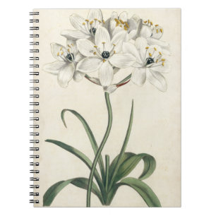 Carnet Jardin en ivoire