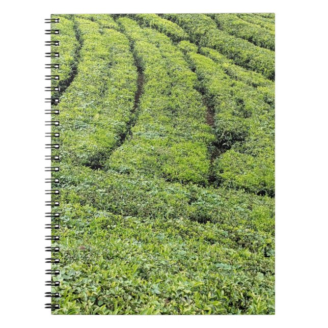 Carnet Jardins de thé de Munnar sur  (Devant)