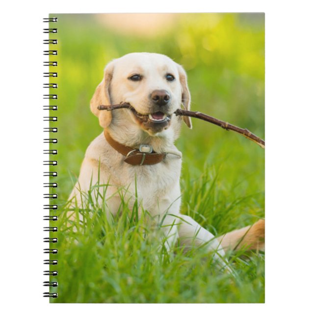 Carnet Jaune Labrador Joue Récupérer Avec Bâton (Devant)