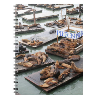 Carnet Jetée 39 Lions de mer à San Francisco