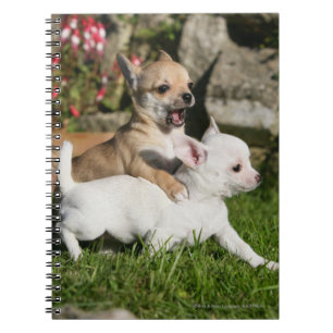 Carnet Jeu de chiot de chiwawa