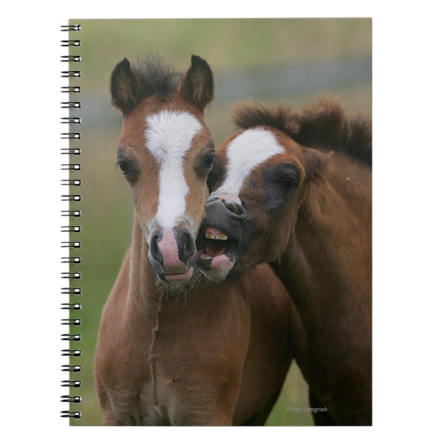 Carnet Jeu de poulains (Devant)