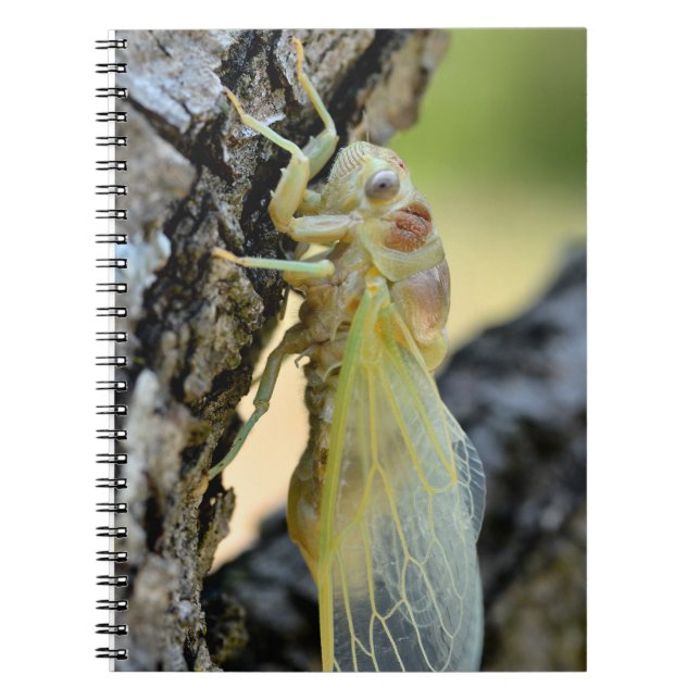 Carnet Jeune cicada en succursale carte postale (Devant)