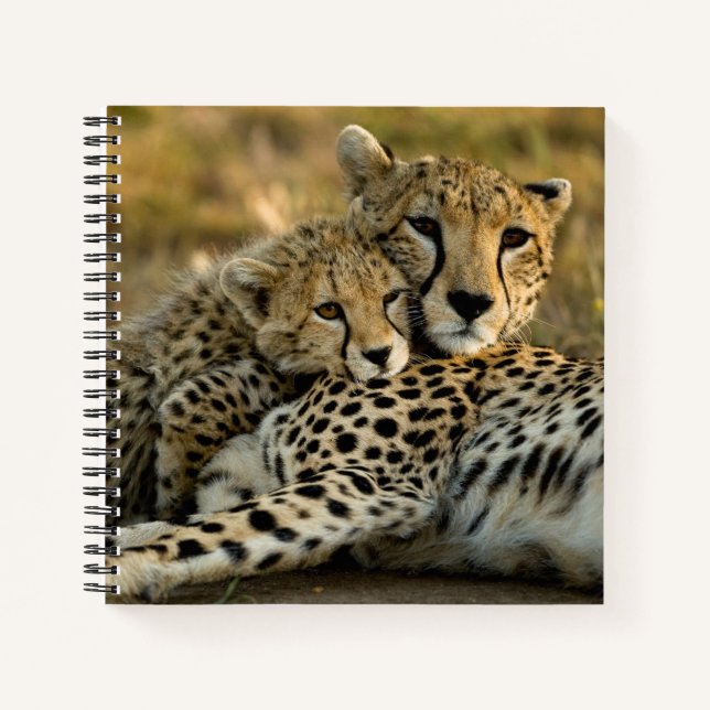 Carnet Jeune guépard câlinant sa mère (Devant)