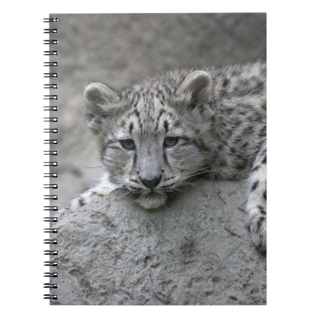 Carnet Jeune léopard des neiges de 4 mois drapé sur un ro (Devant)