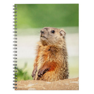 Carnet Jeune marmotte