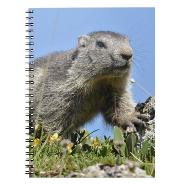 Carnet Jeune marmotte alpine (Devant)
