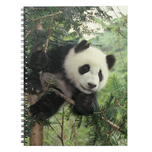 Carnet Jeune panda géant grimpe à un arbre, vallée de Wol (Devant)