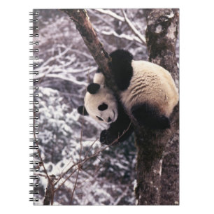 Carnet Jeune panda jouant sur un arbre recouvert de neige