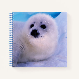 Carnet Jeune phoque à harpe couvert de flocons de neige