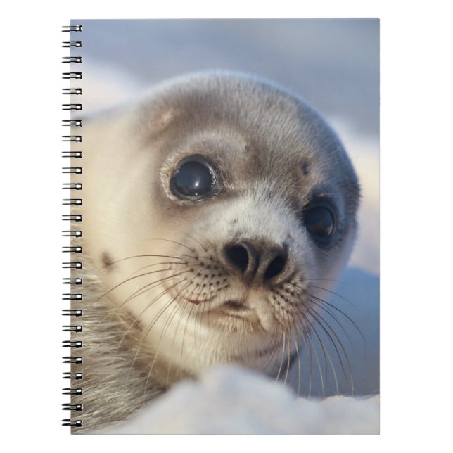 Carnet Jeune phoque de harpé (Devant)