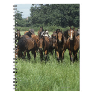 Carnet Jeunes de pur sang