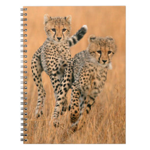 Carnet Jeunes guépards (Acinonyx Jubatus) en course