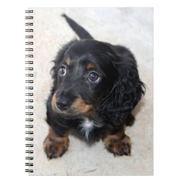 Carnet Joli Chien chiot noir Dachshund (Devant)