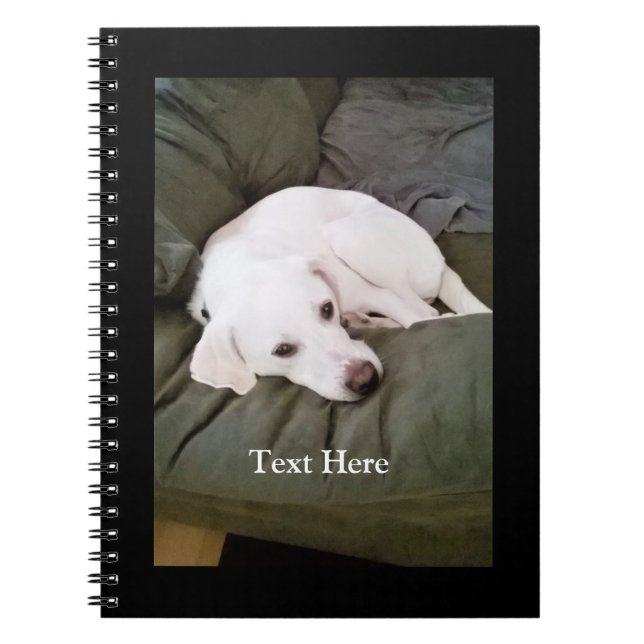 Carnet Joli Labrador Retriever Mélange Blanc Fatigué Chio (Devant)