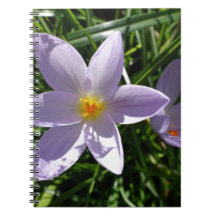 Jolie fleur de jardin violette. 美丽的紫色花