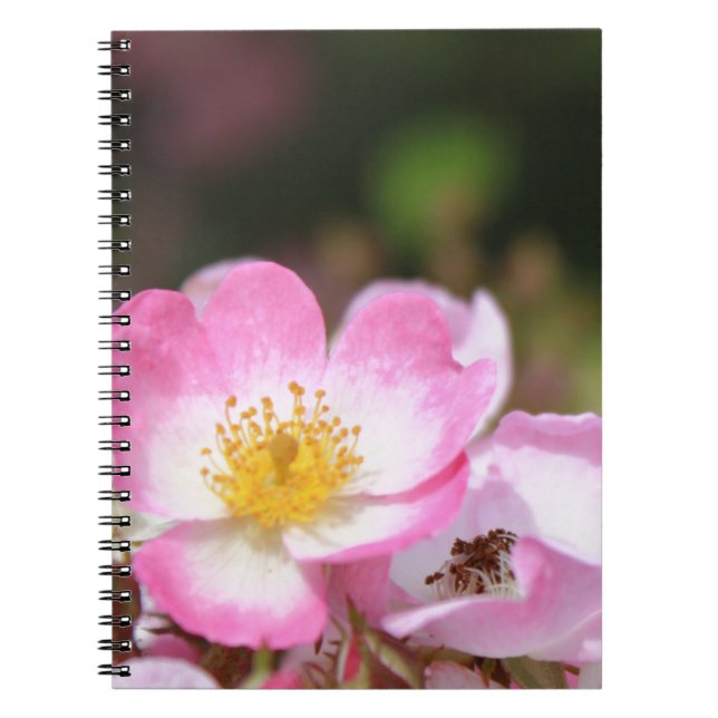 Carnet jolies fleurs de rose sauvage rose pour les dames (Devant)