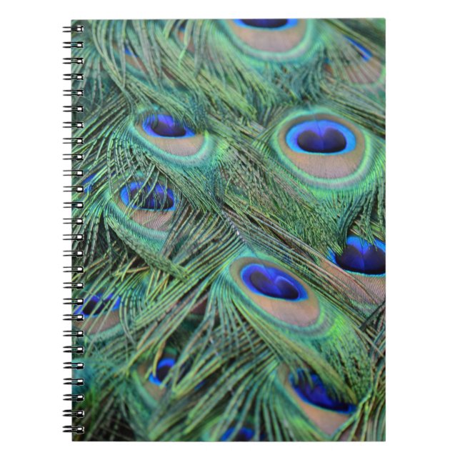 Carnet Jolies plumes de paon (Devant)