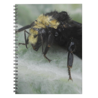 Carnet Jours pluvieux