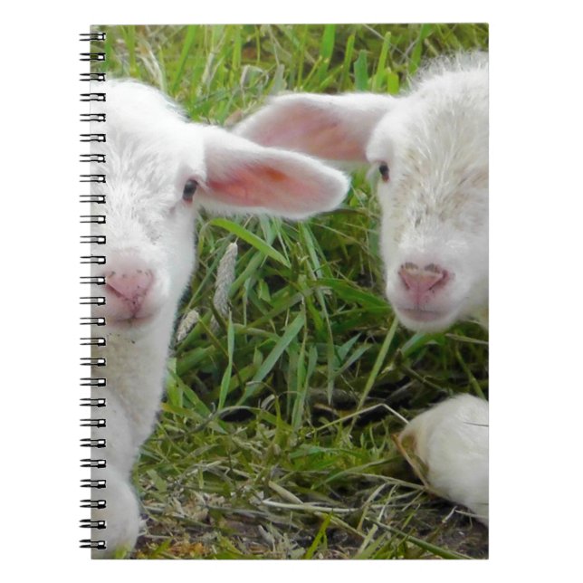 Carnet Jumeau agneau bébé animal pense à vous (Devant)