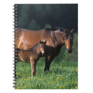 Carnet Jument et poulain 1 de pur sang