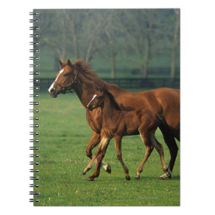 Carnet Jument et poulain 3 de pur sang