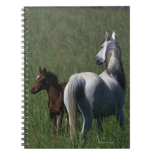 Carnet Jument et poulain arabes