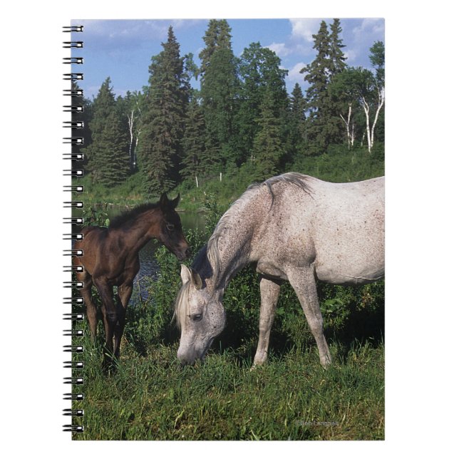Carnet Jument et poulain arabes 2 (Devant)