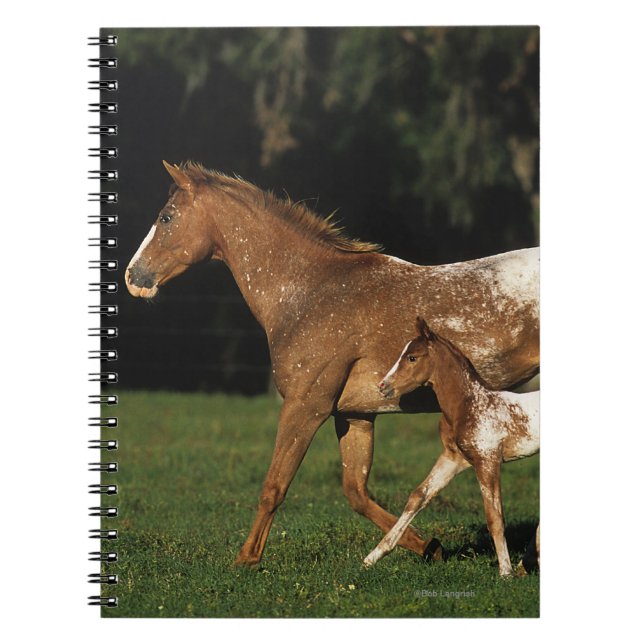 Carnet Jument et poulain d'Appaloosa (Devant)