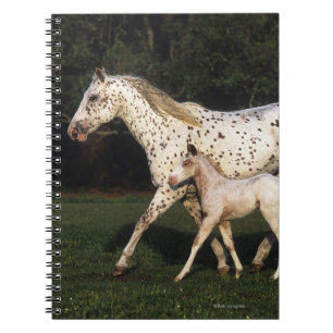 Carnet Jument et poulain d'Appaloosa dans le domaine