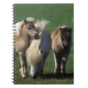 Carnet Jument et poulains miniatures 1