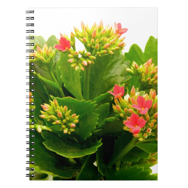 Carnet Kalanchoe blossfeldiana (Devant)