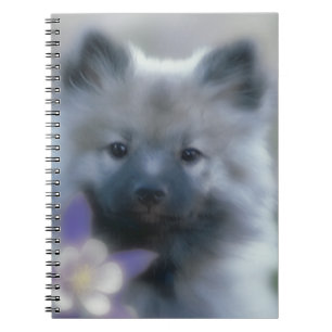 Carnet Keeshond et Columbine - Photo de chien