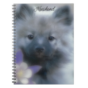 Carnet Keeshond et Columbine - Photo de chien