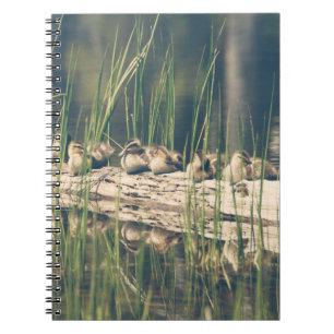Carnet Kelly Nickels Photographie / Canards sur un log