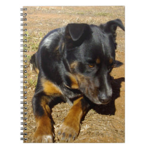 Carnet Kelpie_Farm_Life,_