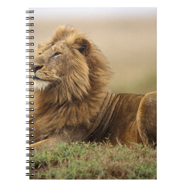 Carnet Kenya, Masai Mara | Lion mâle (Devant)