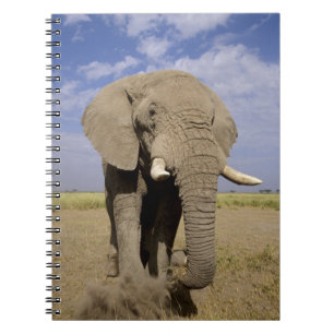Carnet Kenya : Parc national d'Amboseli, éléphant mâle