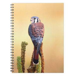 Carnet Kestrel, Falco sparverius, Native de US & Canada
