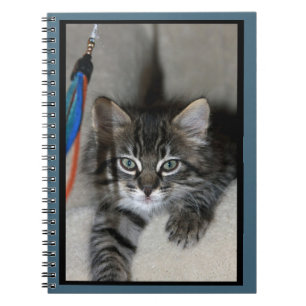 Carnet Kimber Kitten Joueur