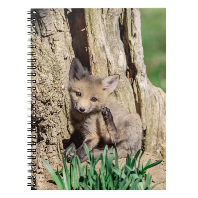 Carnet Kit Fox dans la vallée de l'Hudson (Devant)